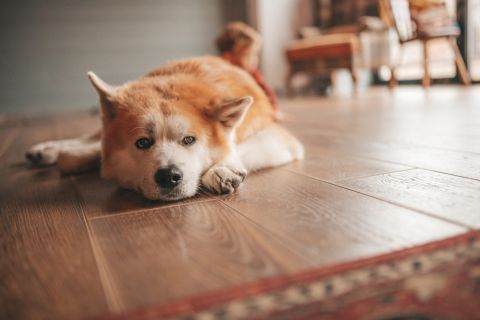 Image depicting the Service Hardwood Flooring