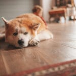 Hardwood Flooring in London, KY